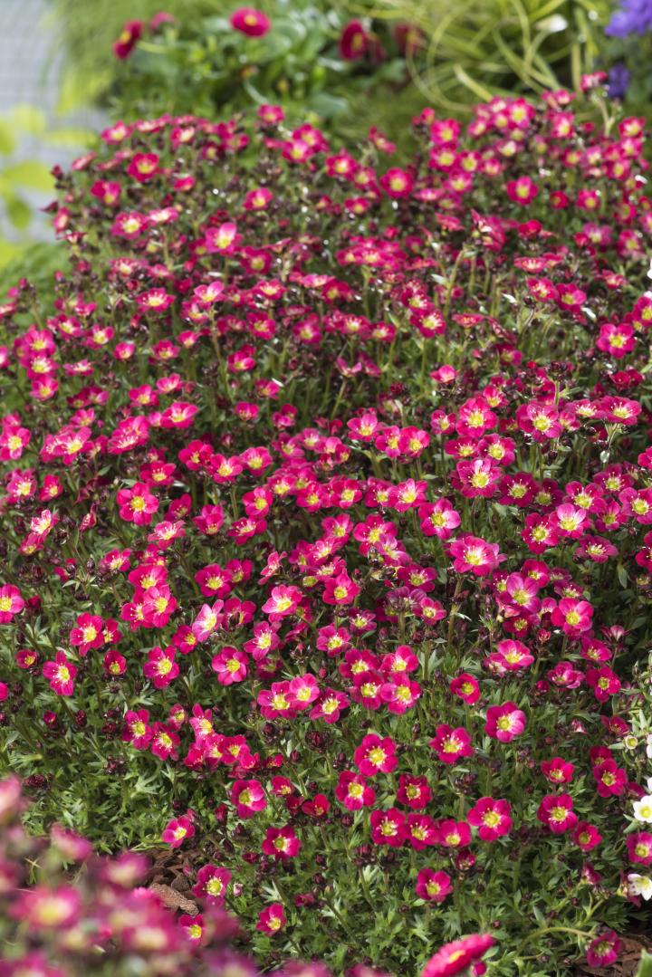 Saxifraga arendsii 'Red Pixie'(stek)