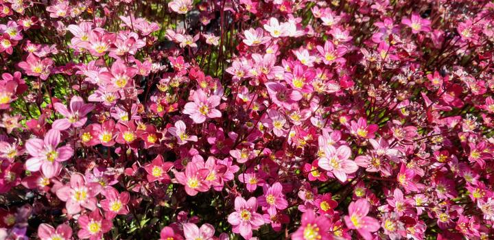 Saxifraga arendsii 'Blütenteppich'