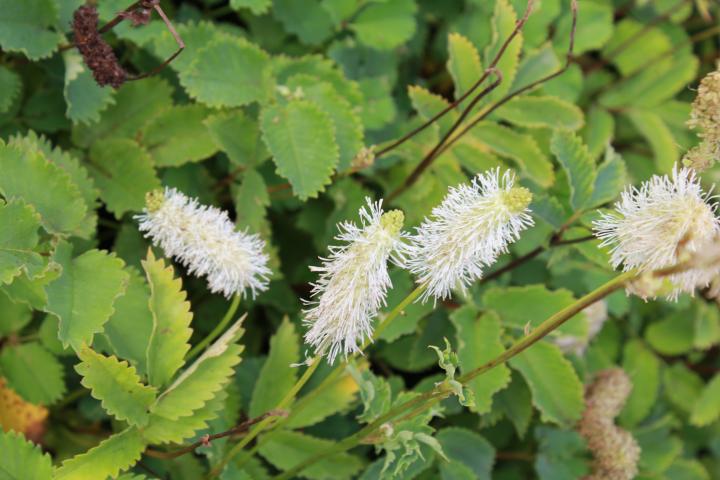 Sanguisorba canadensis