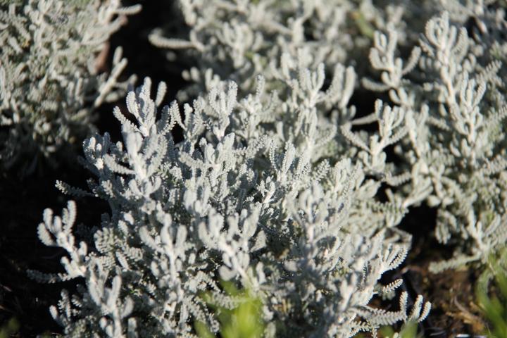 Santolina chamaecyparissus