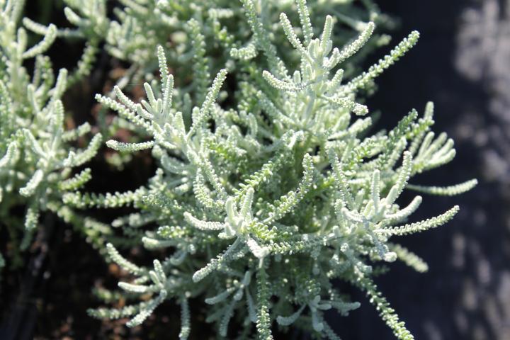 Santolina chamaecyparissus 'Lambrook Silver'