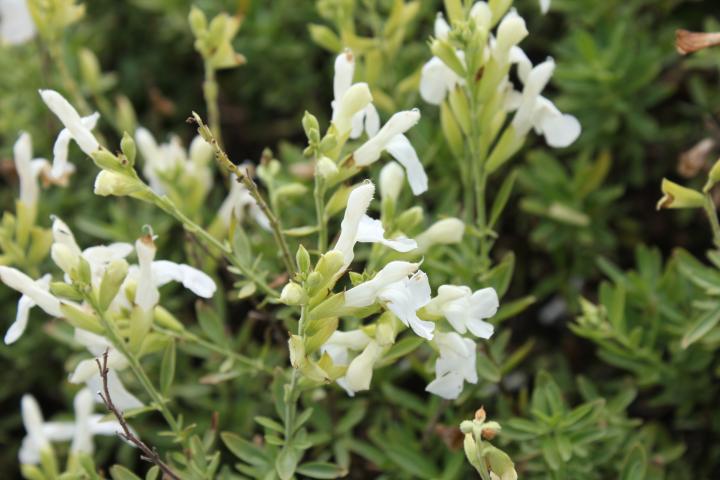 Salvia greggii 'Alba'