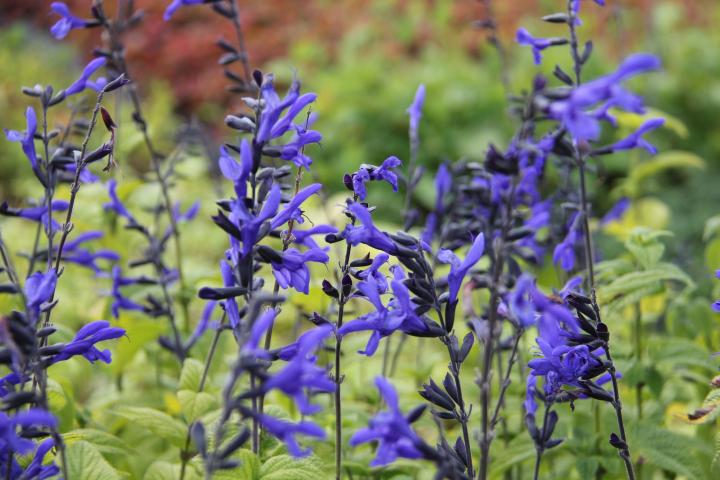 Salvia guaranitica 'Black & Bloom'