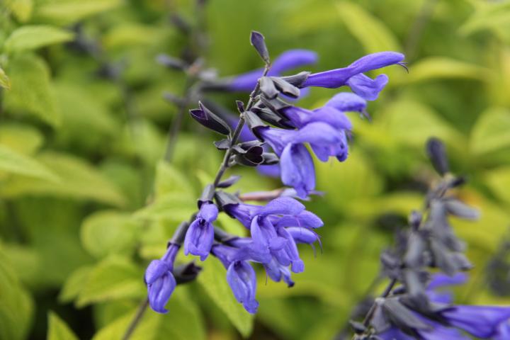 Salvia guaranitica 'Black & Bloom'