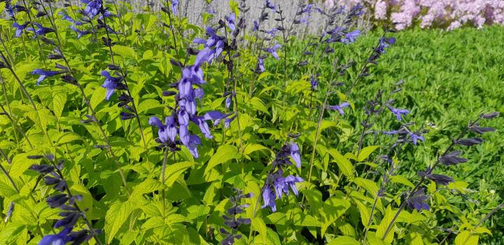 Salvia guaranitica 'Black & Blue'