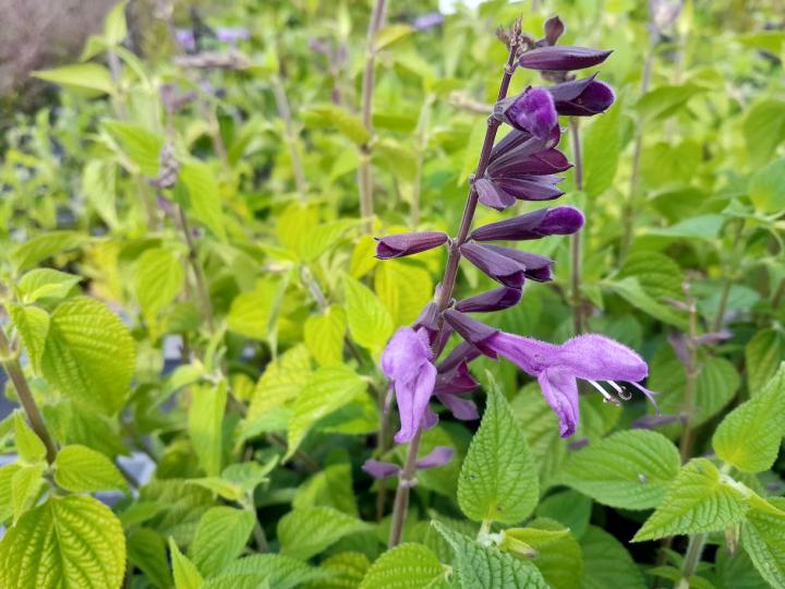 Salvia guaranitica 'Black & Lavender Pink'