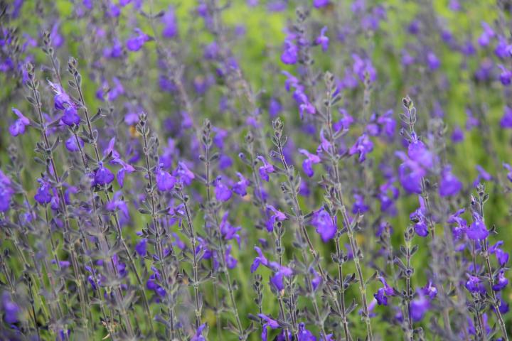 Salvia greggii 'Blue Note'