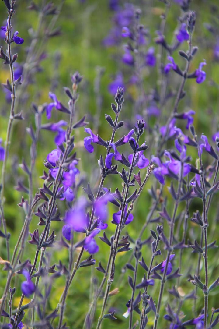 Salvia greggii 'Blue Note'