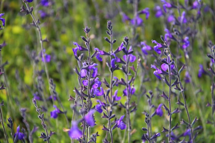 Salvia greggii 'Blue Note'
