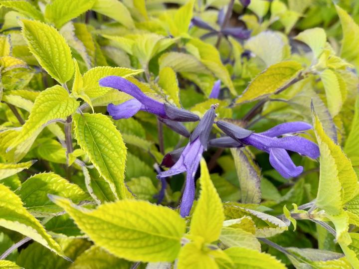Salvia guaranitica 'Dark Blue'