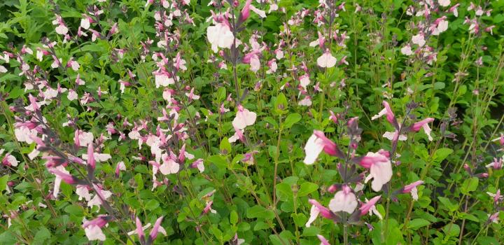 Salvia greggii 'Dancing Dolls'