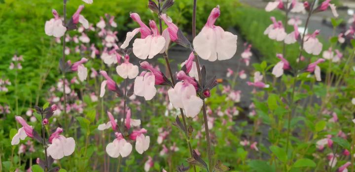 Salvia greggii 'Dancing Dolls'