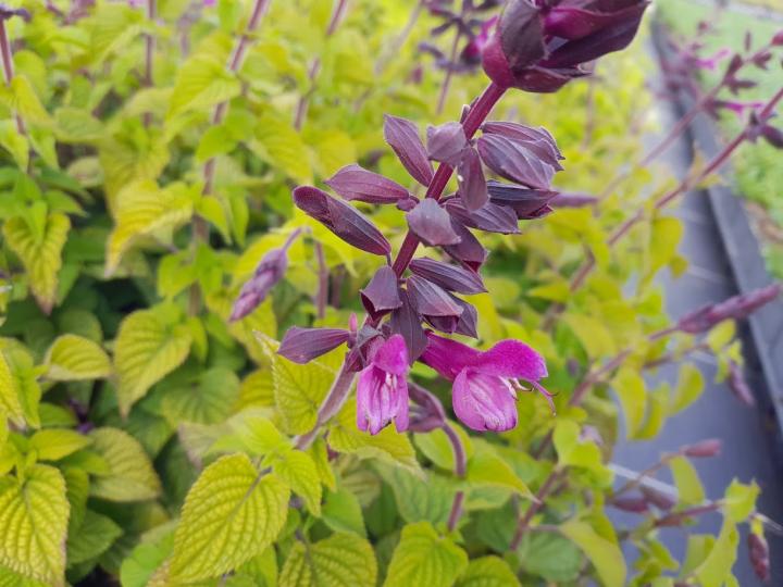 Salvia guaranitica 'Fuchsia'