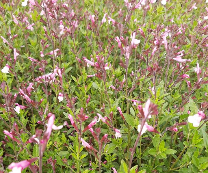 Salvia greggii 'Joy'