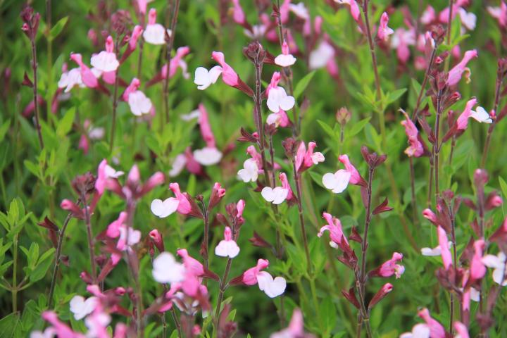 Salvia greggii 'Joy'