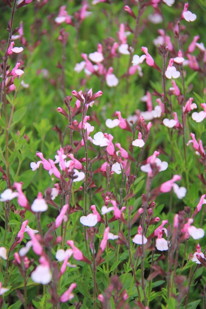 Salvia greggii 'Joy'