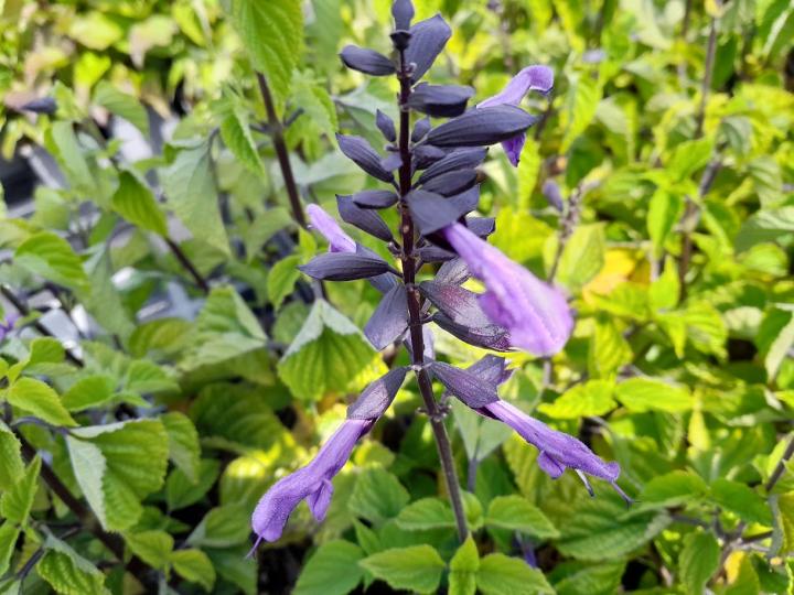 Salvia guaranitica 'Lilac & Black'