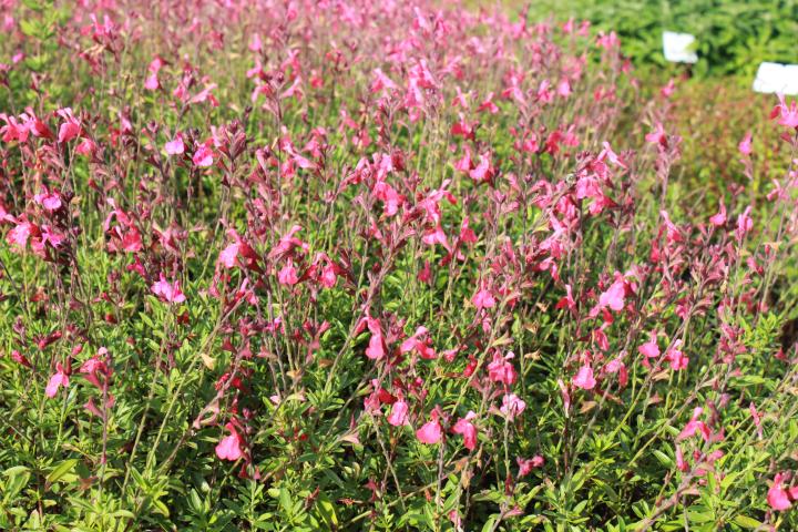 Salvia greggii 'Lipstick'