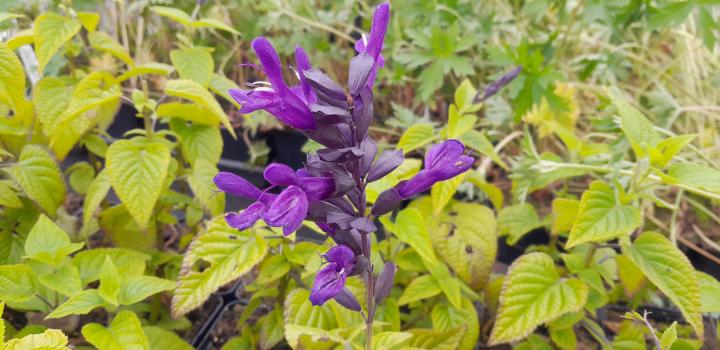 Salvia guaranitica 'Purple & Bloom'
