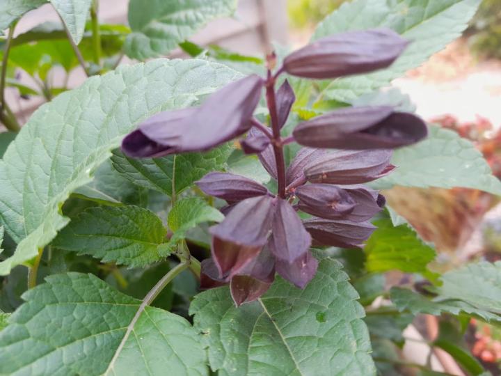 Salvia guaranitica 'Plum Crazy'