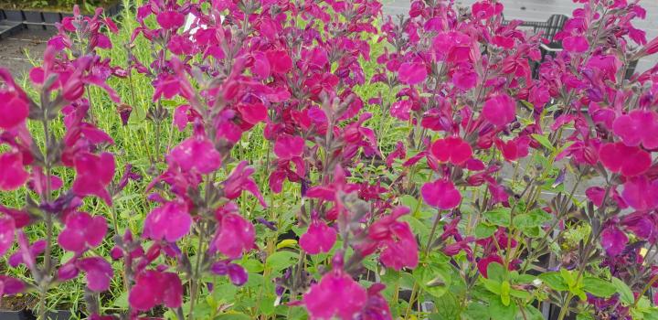 Salvia greggii 'Viola's Darling'
