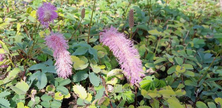 Sanguisorba hakusanensis 'Lilac Squirrel'