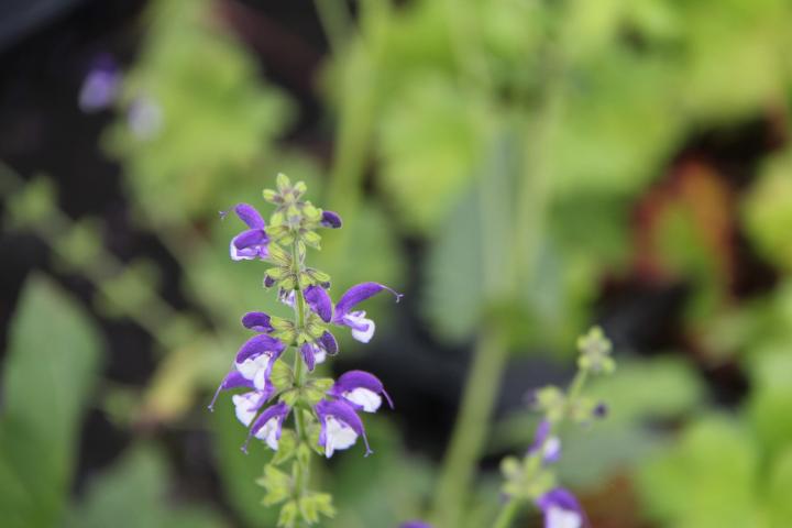 Salvia 'Madeline'
