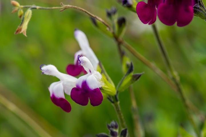 Salvia microphylla 'Amethyst Lips'
