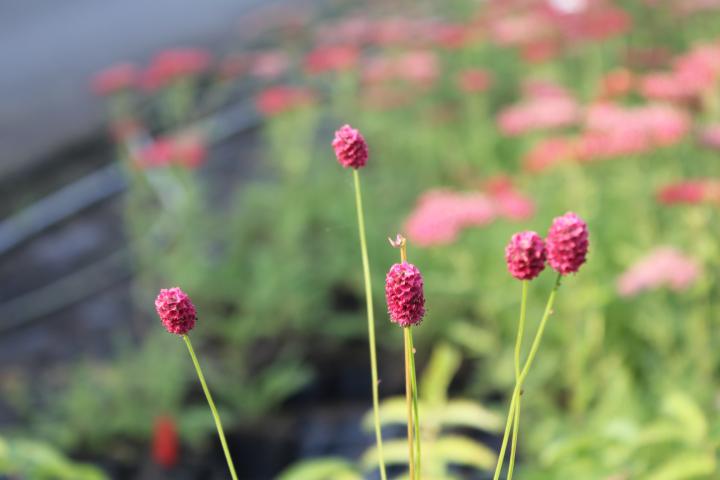 Sanguisorba menziesii
