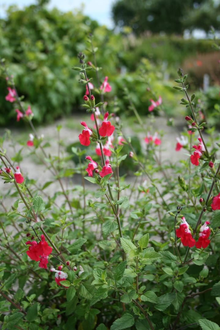 Salvia microphylla 'Hot Lips'