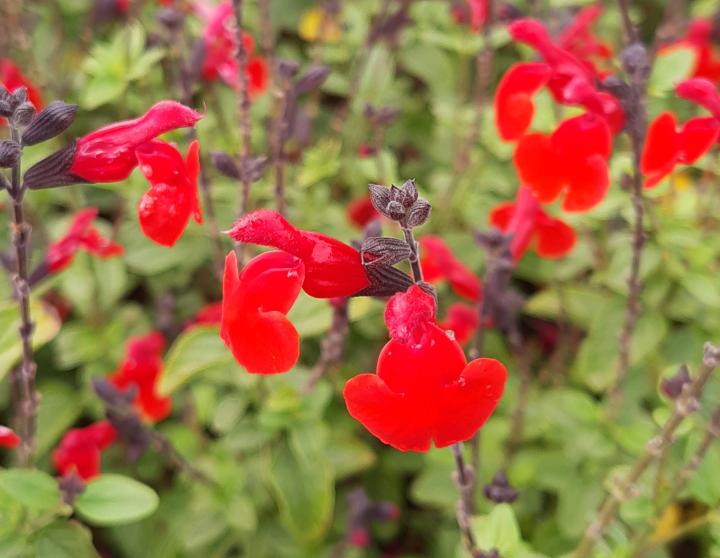 Salvia microphylla 'Royal Bumble'