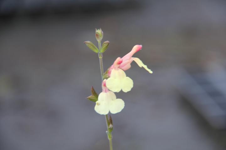 Salvia microphylla 'Salvinio Lemon'