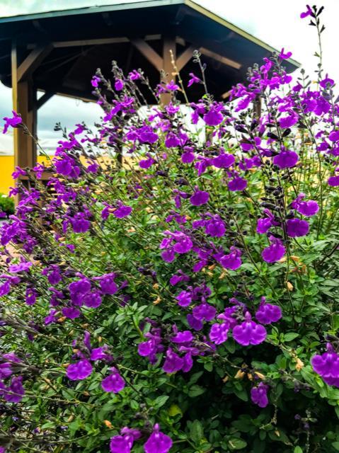 Salvia microphylla 'Salvinio Lilac' ®