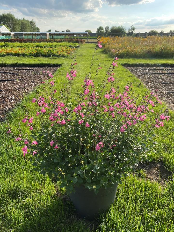 Salvia microphylla 'Salvinio Pink' ®