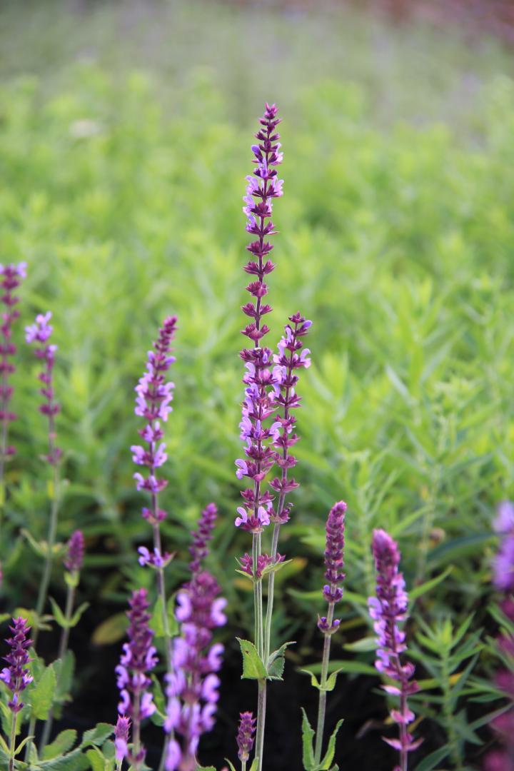 Salvia nemorosa 'Amethyst'
