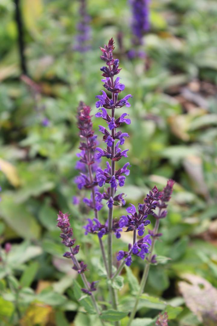 Salvia nemorosa 'Blaukönigin'
