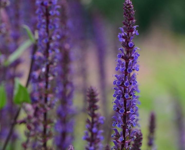 Salvia nemorosa 'Caradonna'