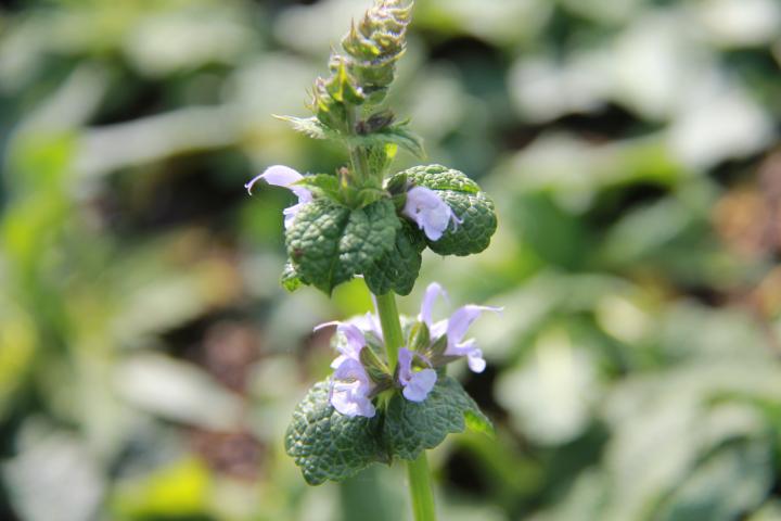 Salvia nemorosa 'Crystal Blue'