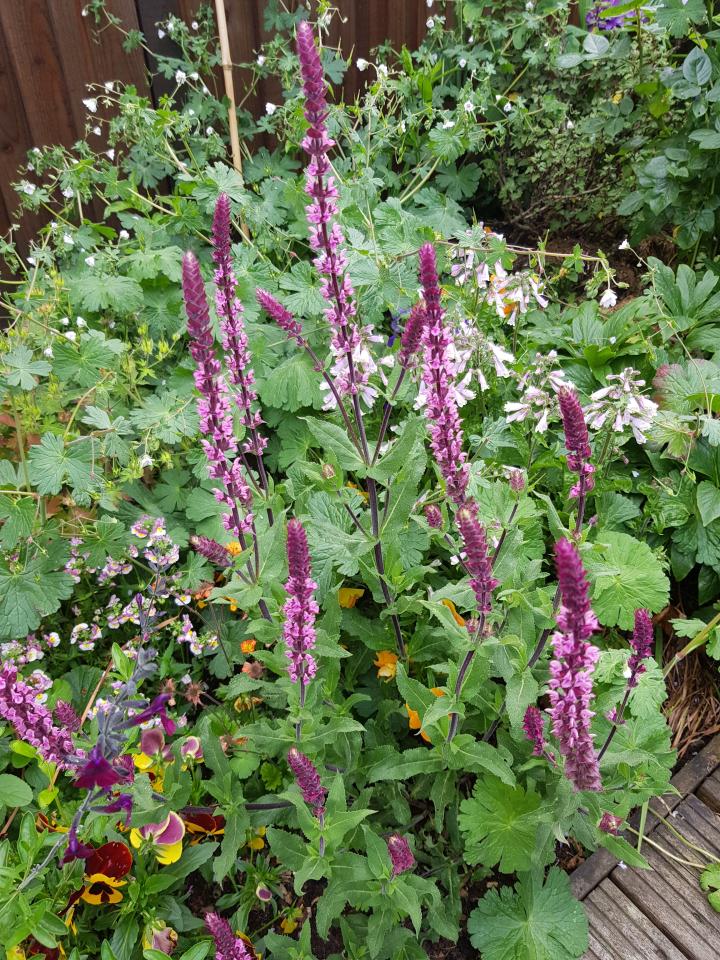 Salvia nemorosa 'Caradonna Pink'