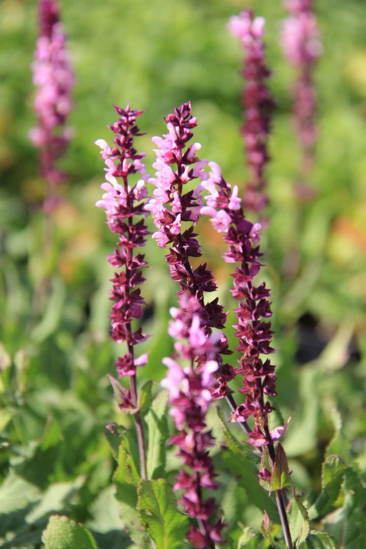 Salvia nemorosa 'Caradonna Pink'