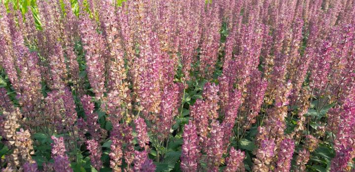 Salvia nemorosa 'Katsjing' ®