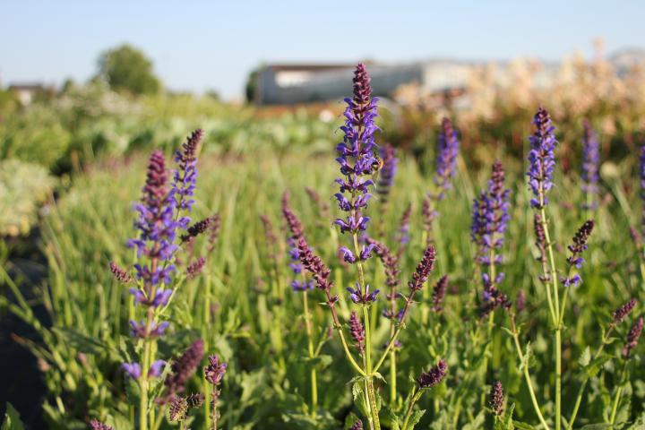 Salvia nemorosa 'Mainacht'