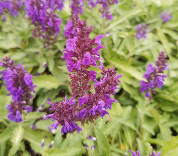 Salvia nemorosa 'Marcus' ®