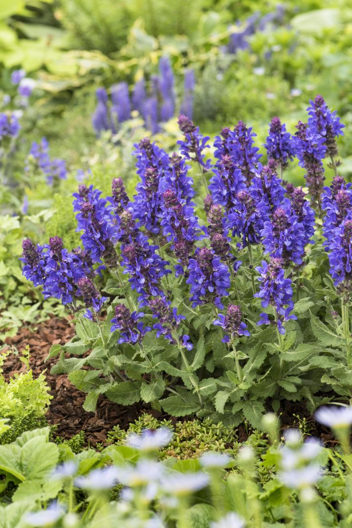 Salvia nemorosa 'Marvel Blue'