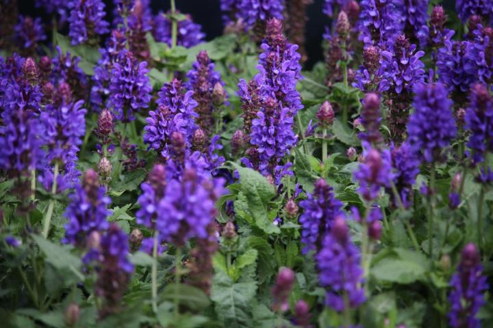 Salvia nemorosa 'Marvel Blue'