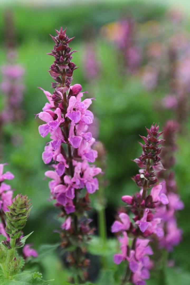 Salvia nemorosa 'Marvel Rose'
