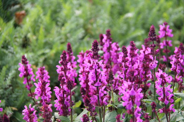 Salvia nemorosa 'Marvel Rose'