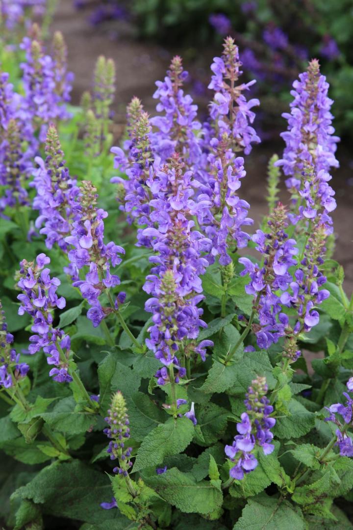 Salvia nemorosa 'Marvel Sky Blue'