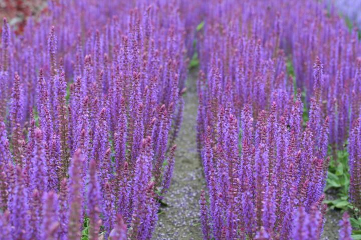 Salvia nemorosa 'Ostfriesland'