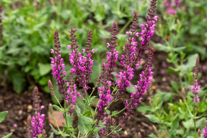 Salvia nemorosa 'Pink Beauty'